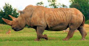 Fotos de rinocerontes