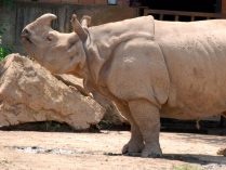 Fotos del rinoceronte indio