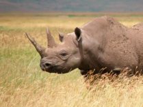 Fotos del rinoceronte negro africano