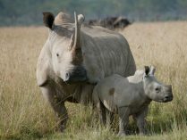 Fotos familias de rinocerontes