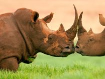 Guía completa de los rinocerontes