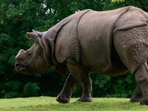 Hábitat del rinoceronte indio