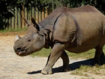 Imagenes del rinoceronte indio