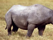 Los cuernos de los rinocerontes