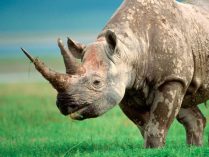 Piel, vello y algunos hábitos de los rinocerontes