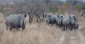 Población de rinocerontes