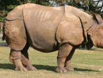 Reproducción del rinoceronte de Java