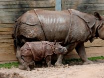 Reproducción y cría de los rinocerontes
