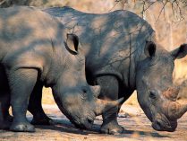 Rinoceronte negro africano extinto