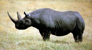 Rinoceronte negro africano