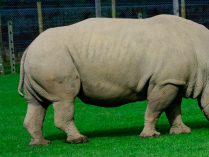 Rinocerontes blancos (Ceratotherium simum)