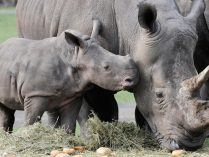 Rinocerontes de Java (Rhinoceros sondaicus)