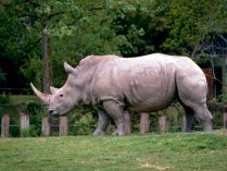 Rinocerontes en fotos