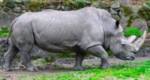 Rinocerontes en peligro de extinción